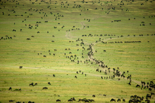 Kenya, Masai Mara National Reserve, thousands of wildebeest preparing of the migration