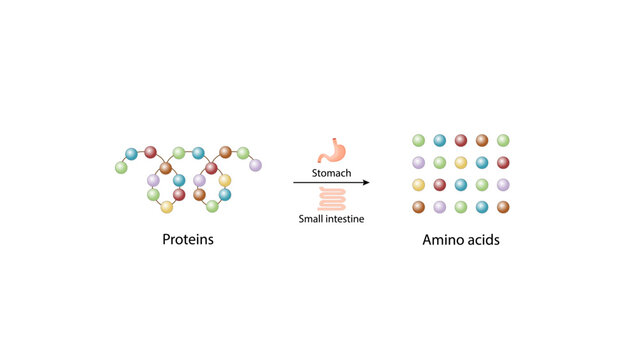 Protein digestion in stomach and small intestine. Digesting and breaking the protein into aminoacids. Vector illustration.