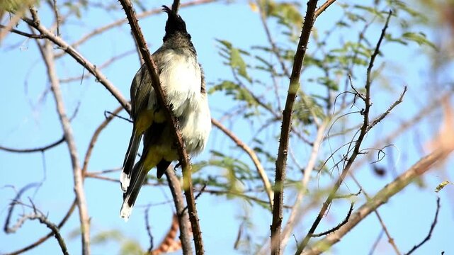 A beautifully detailed close-up shot of a Himalayan Bulbul (Pycnonotus leucogenys), perched on a thorny tree branch. The visual captures the bird looking around alertly.