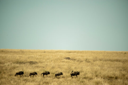 Kenya, Masai Mara National Reserve, wildebeest in single file