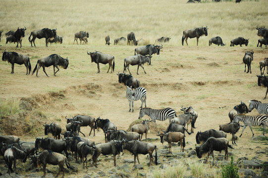 Kenya, Masai Mara National Reserve, zebras and wildebeests ready for the great migration
