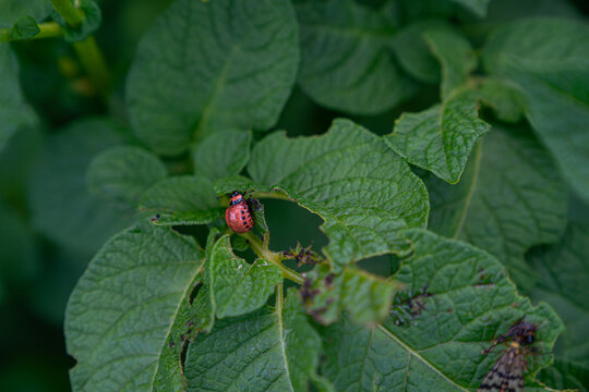 Red Colorado potato beetle larva on a damaged green potato leaf