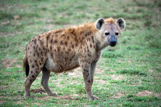 Kenya, Masai Mara National Reserve,