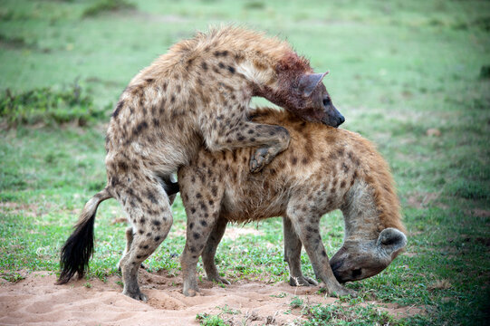 Kenya, Masai Mara National Reserve,