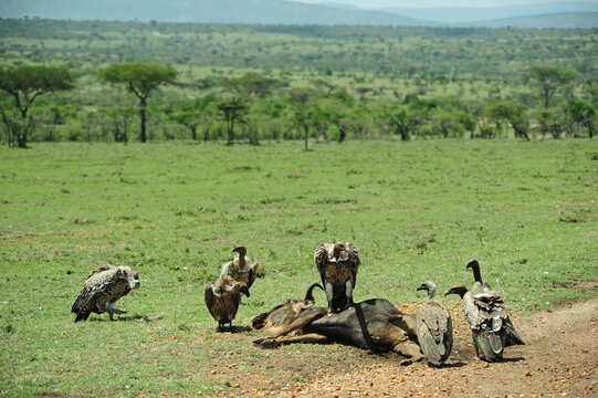Kenya, Masai Mara National Reserve, vulture over a killed wildebeest