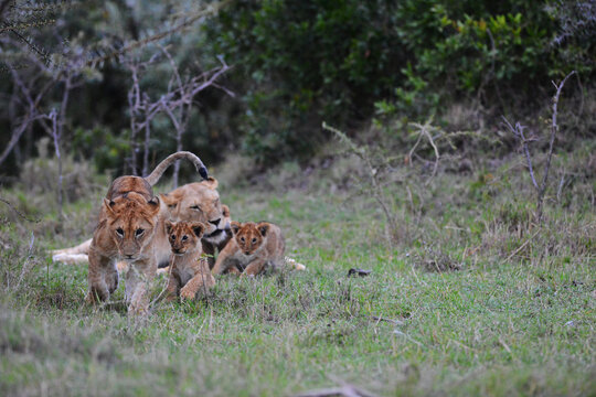 Kenya, Masai Mara National Reserve,