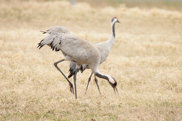 grey crowned crane © Aljona