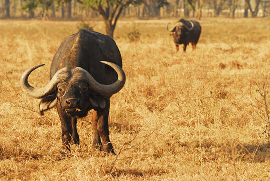 Kenya, Nakuru, Lake Nakuru National Park, Cape Buffalo (Syncerus caffer) grazing