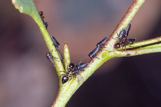 Treehopper Nymph Colony Protected by Acrobat Ants