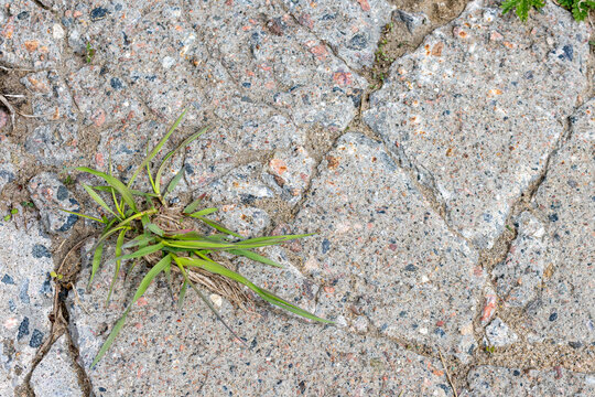 La Tuque, Quebec, 15 May 2026 : Green grass grows through cracks in a weathered concrete surface.
