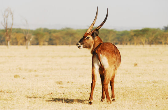 Kenya, Nakuru, Lake Nakuru National Park, Waterbuck Kobus ellipsiprymnus portrait