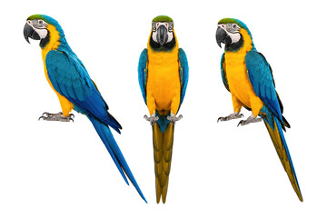 Three blue and yellow macaws shown in front, side, and three-quarter poses, isolated on a clean white background with vibrant plumage and full-body composition. © MJ iceberg