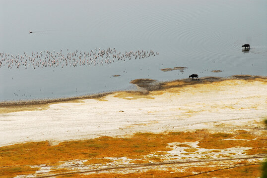 Kenya, Nakuru, Lake Nakuru National Park, large group of White pelican (Pelecanus onocrotalus) with flamingos Phoeniconaias minor) and buffalos in elevated view