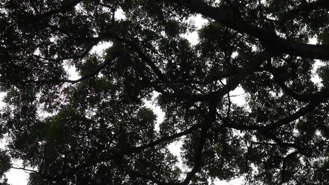 Outdoors garden surrounded by tropical plant, stock footage