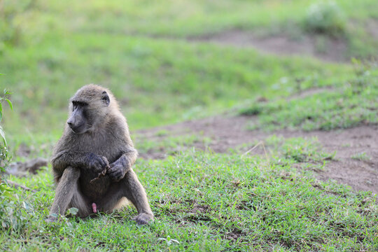 Kenya, Lake Nakuru National Park, Olive baboon