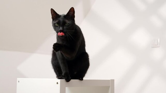 Black cat sitting on white furniture in front of a white wall grooming, licking and cleaning it&rsquo;s fur. 