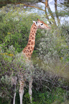Kenya, Lake Nakuru National Park, giraffe eating from the tree