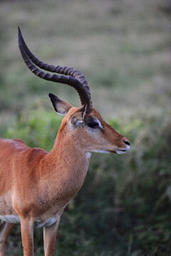 Kenya, Lake Nakuru National Park, impala antelope