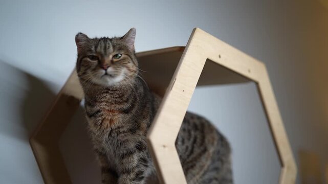 Portrait of adorable domestic tabby cat with beautiful green eyes looking around curiously from stylish hexagon shaped wooden shelf mounted on wall inside contemporary apartment, slow motion.