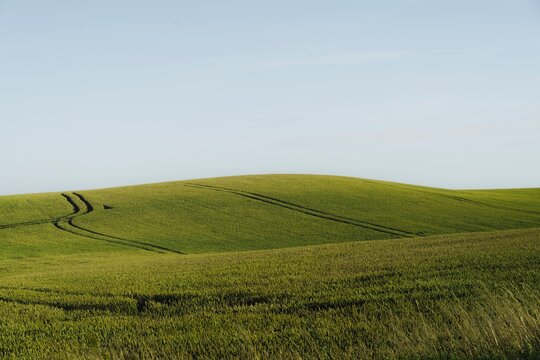 Rolling green hill landscape under clear blue sky. Lush countryside meadow with natural sunlight and open field view