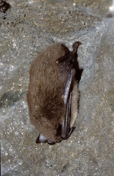 Myotis mystacinus or small whiskered bat