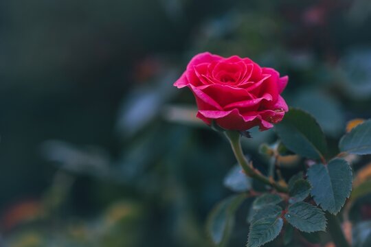 Vibrant pink rose in bloom. Beautiful flower in garden