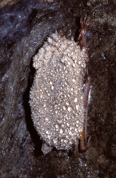 Myotis daubentoni or Daubenton's bat or water bat with dewdrops hipernating in a cave