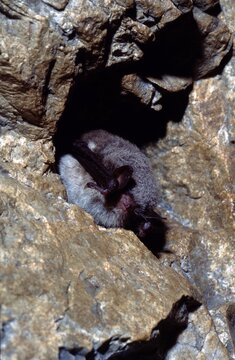 Myotis mystacinus or small  whiskered bat