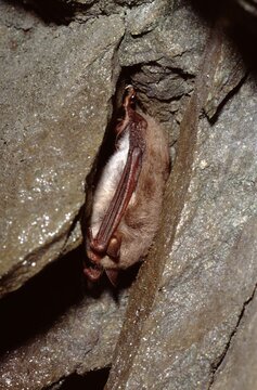 Myotis daubentoni or Daubenton's bat or water bat with dewdrops hipernating in a cave
