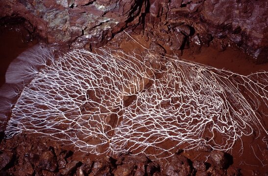 Abstract Organic neural network of Cave Mycelium