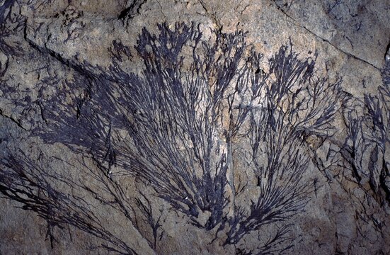 Dried-out mushroom mycelium in abandend mine tunnels in Germany