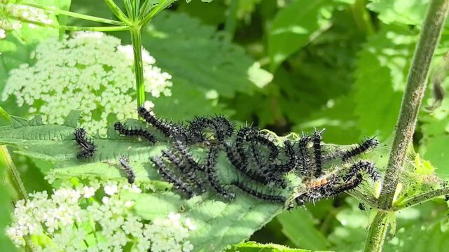 Macro shot of black spiky caterpillars swarming and feeding on green nettle leaves, biology lesson and wildlife education b-roll footage