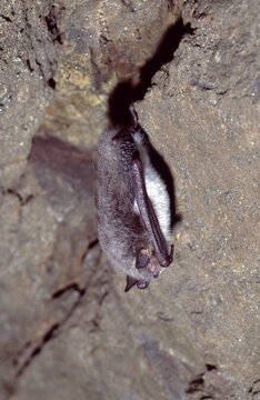 Myotis daubentoni or Daubenton's bat hibernating in a cave