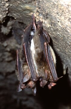 Greater mouse-eared bat (Myotis myotis)