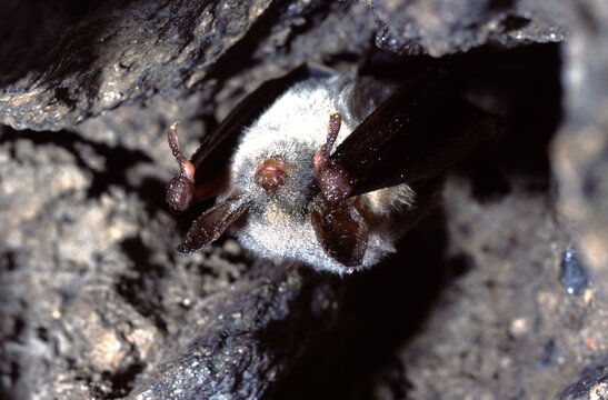 greater mouse-eared bat (Myotis myotis) with dew drops