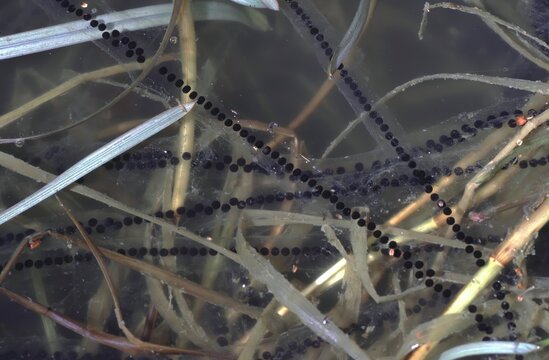 Spawn strings of the bufo bufo or European toad