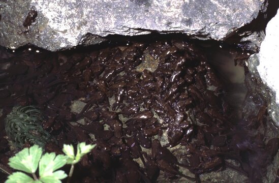  juvenile bufo bufo or European toads