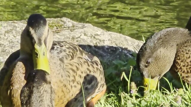 A candid and peaceful video compilation featuring a group of mallard ducks in their natural habitat along a pond bank.