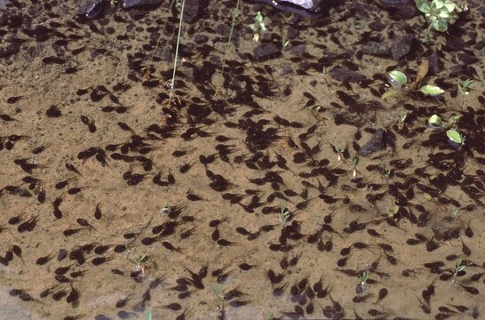closeup of polliwog or tadpole of the Bufo Clamita or Natterjack toad