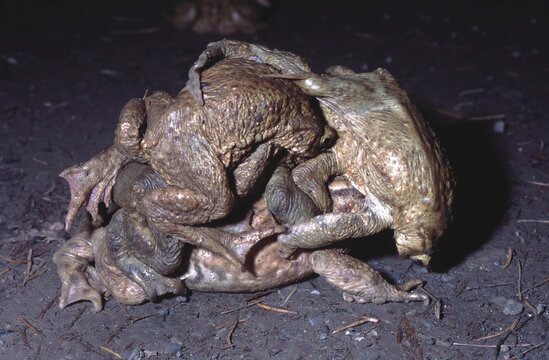bufo bufo or European toad - toad mating ball with multiple males
