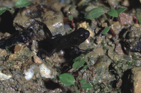 Juvenile bufo bufo or European toad on wet mud