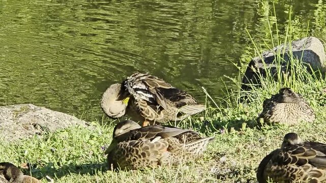 A candid and peaceful video compilation featuring a group of mallard ducks in their natural habitat along a pond bank.