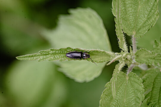Click beetle on a nettle leaf tip