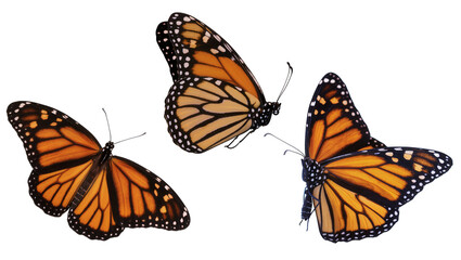 Isolated three vibrant monarch butterflies, showcasing their distinctive orange and black wing patterns. © Francisco