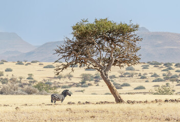 Obraz premium Mountain Zebra under a tree in Damaraland, Namibia, Africa