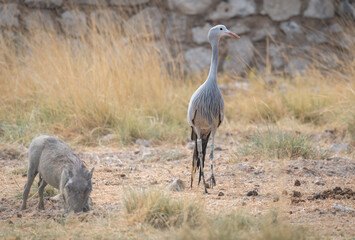 Obraz premium Blue Crane searching for food in Etosha National Park, Namibia, Africa