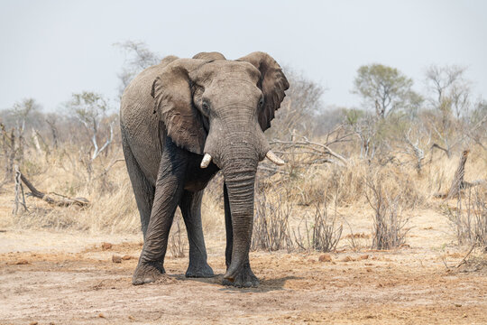 Elephant in the Boteti River basin, in the Makgadikgadi Pans National Park, Botswana, Africa
