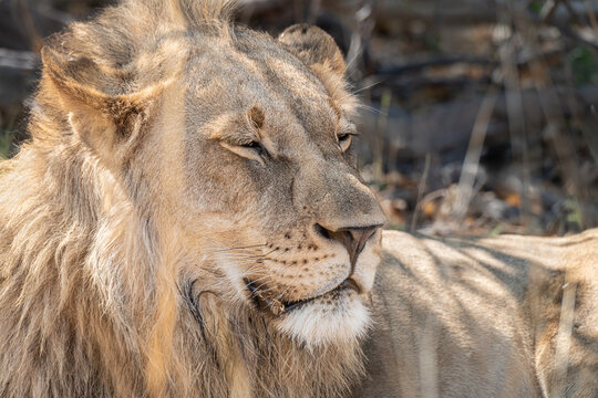 Male Lion in the Moremi Game Reserve, Botswana, Africa