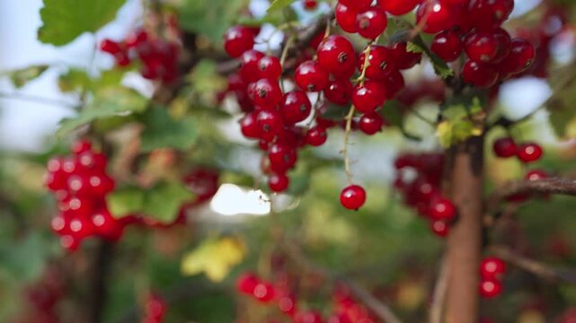 Ripe red currants hanging on branch in summer garden.