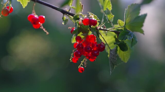 Ripe red currants hanging on branch in summer garden.